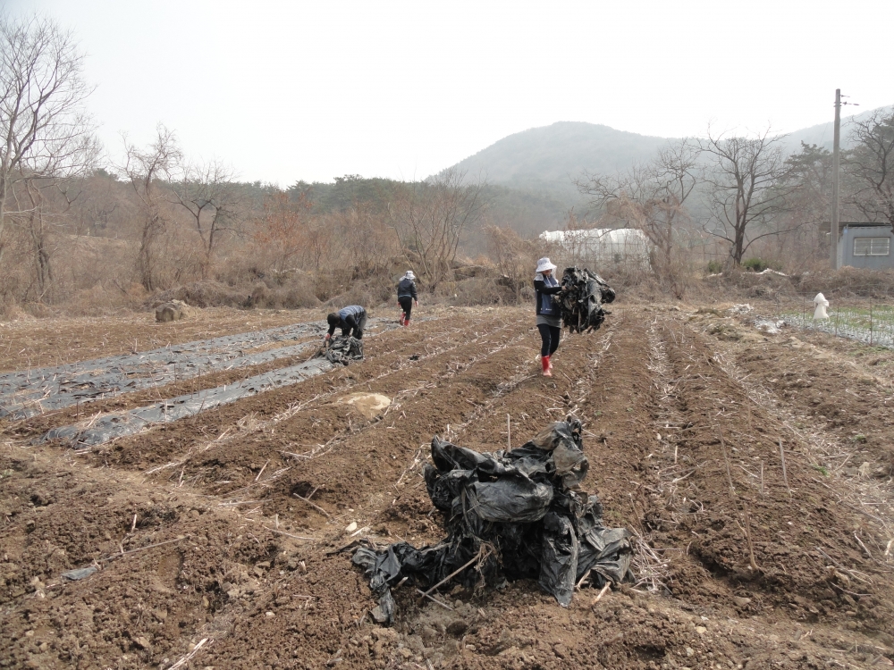 북구충효동공동작업장비닐제거작업.JPG