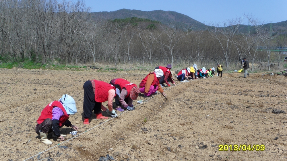 임곡공동작업장개똥쑥 묘목식재.JPG